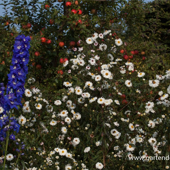 Garten-Glattblatt-Aster 'Schneekuppe'