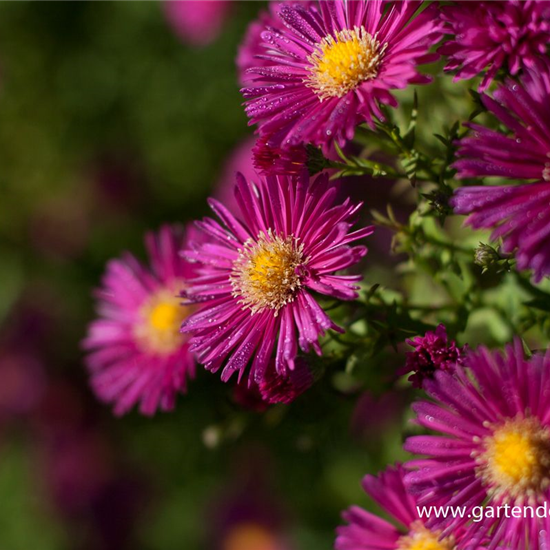 Garten-Glattblatt-Aster 'Crimson Brocade'