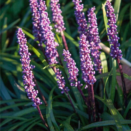 Garten-Glöckchentraube 'Ingwersen' Garten-Glöckchentraube 'Ingwersen'