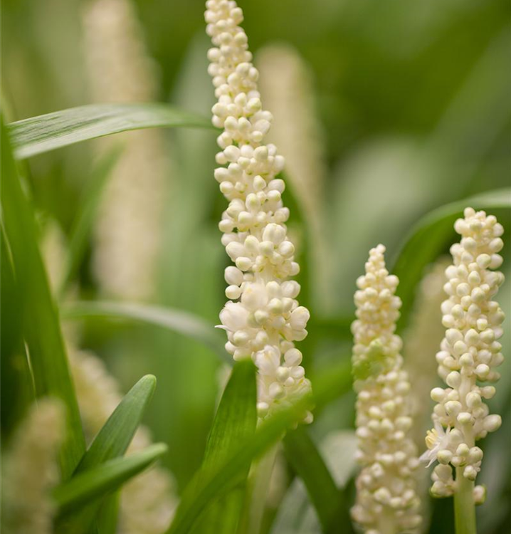 Liriope muscari 'Monroe White' Liriope muscari 'Monroe White'
