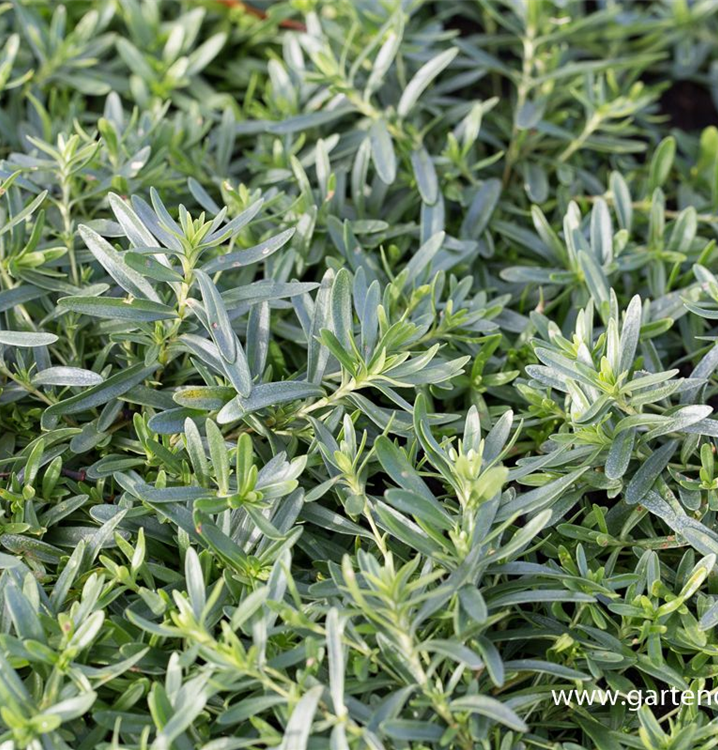 Dianthus deltoides 'Albus'