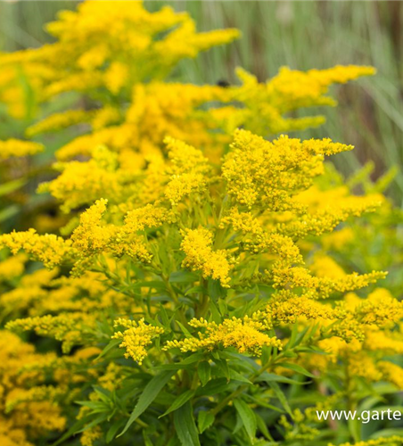 Garten-Goldrute 'Strahlenkrone'