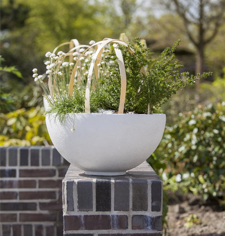 Armeria maritima 'Alba'