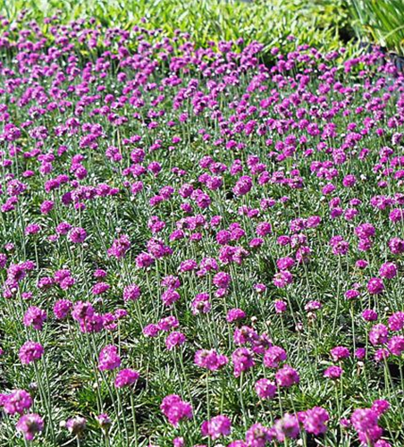 Garten-Grasnelke 'Düsseldorfer Stolz'