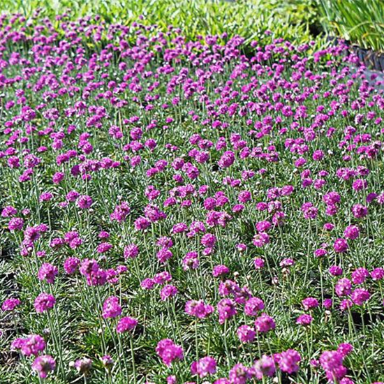 Garten-Grasnelke 'Düsseldorfer Stolz'