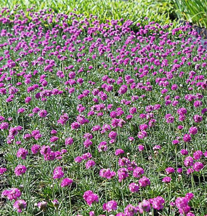 Armeria maritima 'Düsseldorfer Stolz'