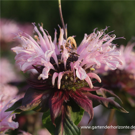 Garten-Indianernessel 'Beauty of Cobham'