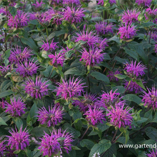 Garten-Indianernessel 'Blaustrumpf'