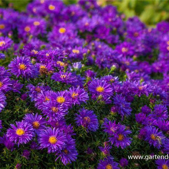 Garten-Kissen-Aster 'Augenweide'