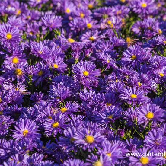 Garten-Kissen-Aster 'Blaue Lagune'