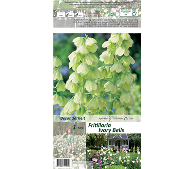 Garten-Kaiserkrone 'Ivory Bells'