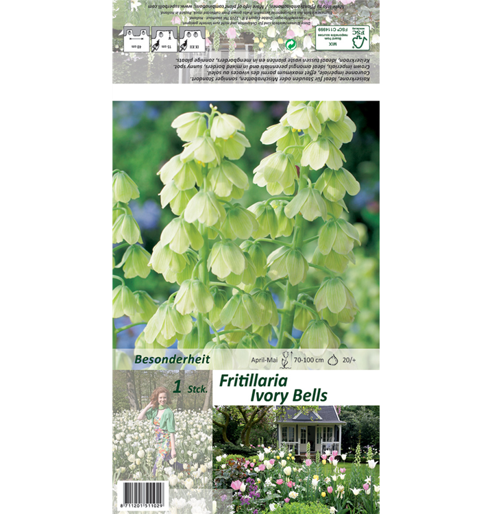 Fritillaria persica 'Ivory Bells'