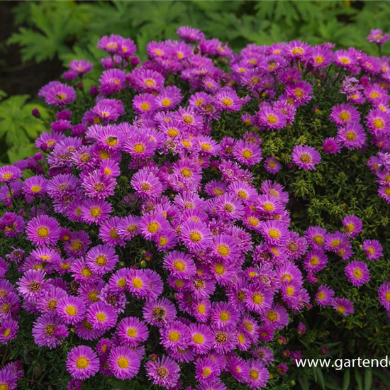 Garten-Kissen-Aster 'Heinz Richard'