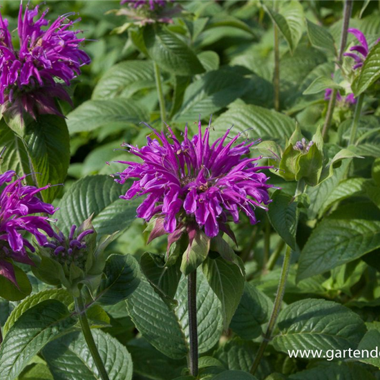 Garten-Indianernessel 'Prärienacht'