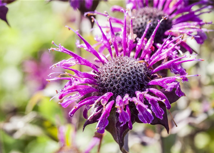 Monarda fistulosa 'Scorpion'