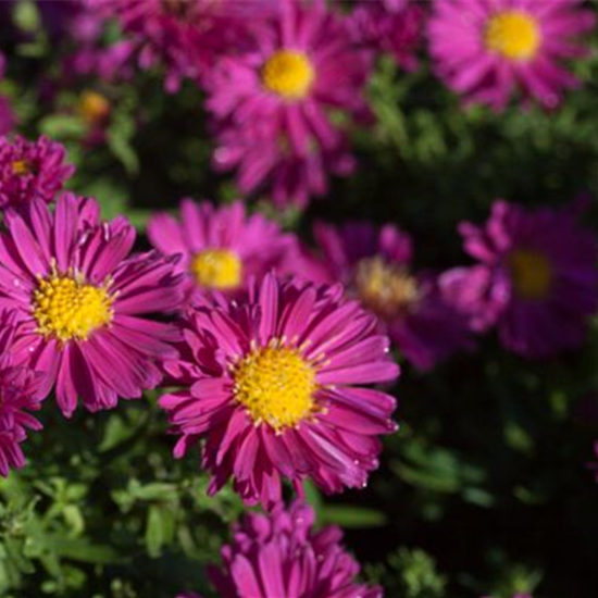 Garten-Kissen-Aster 'Jenny'