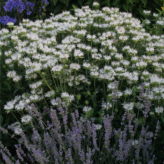 Garten-Indianernessel 'Schneewittchen'