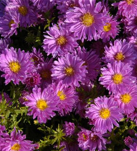 Garten-Kissen-Aster 'Kassel' Garten-Kissen-Aster 'Kassel'