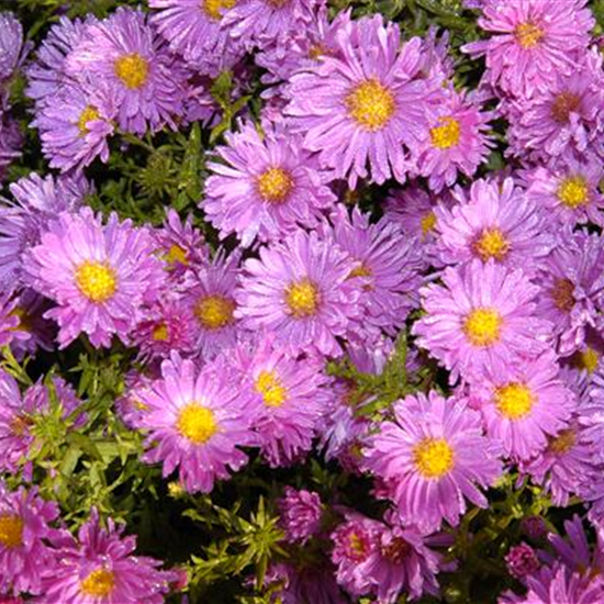 Niedrige Garten-Aster 'Happy End'