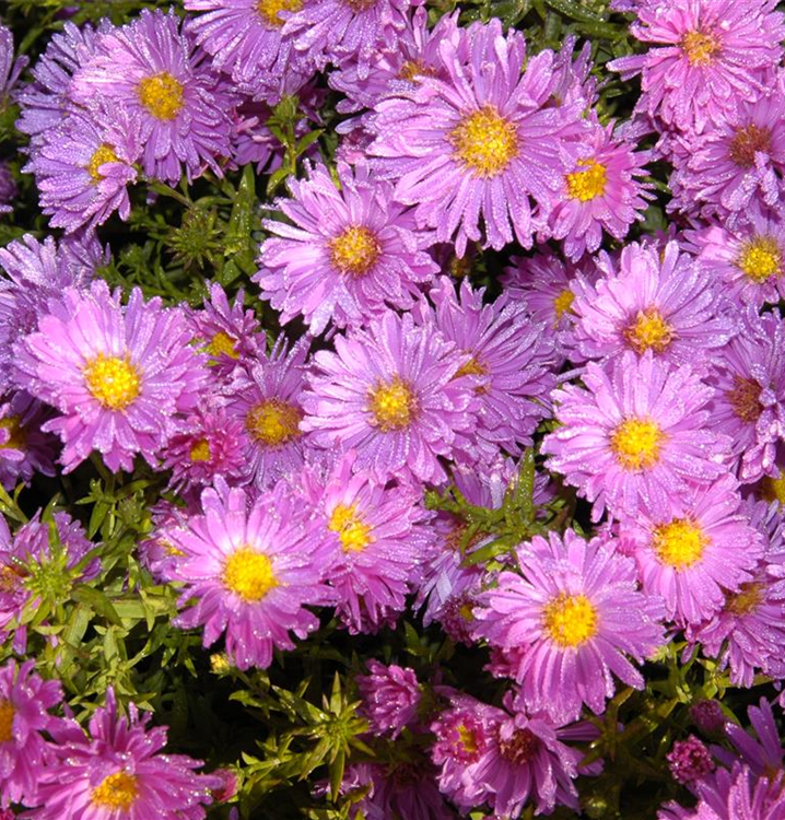 Aster alpinus 'Happy End'