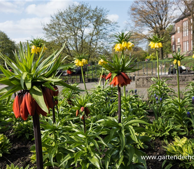 Garten-Kaiserkrone 'Rubra Maxima'