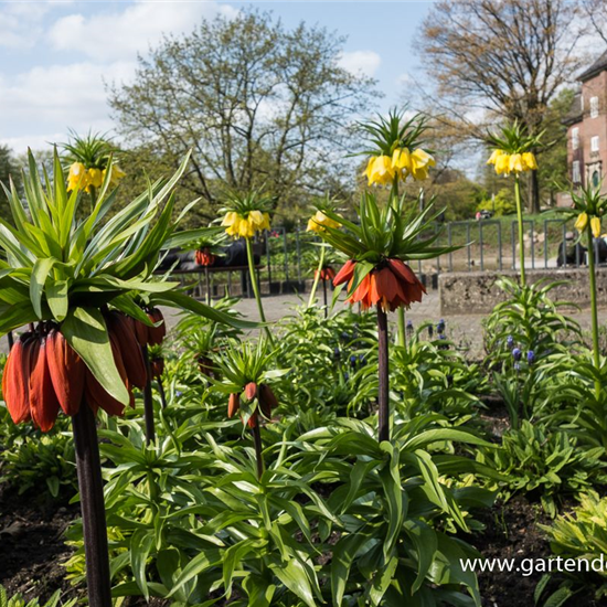 Garten-Kaiserkrone 'Rubra Maxima'