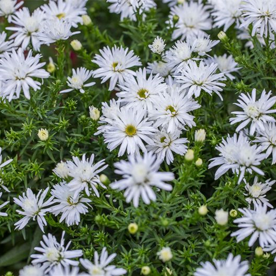 Garten-Kissen-Aster 'Kristina'