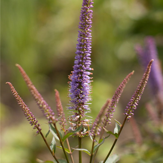 Garten-Kandelaberehrenpreis 'Cupid'