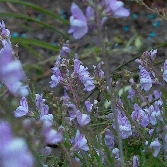 Garten-Leinkraut 'Antique Silver'