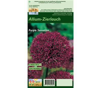 Garten-Kugel-Lauch 'Purple Sensation'