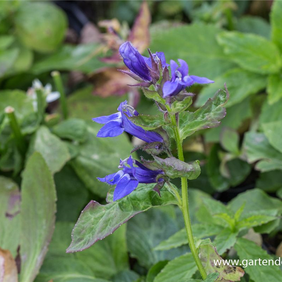 Garten-Lobelie 'Blaue Auslese'