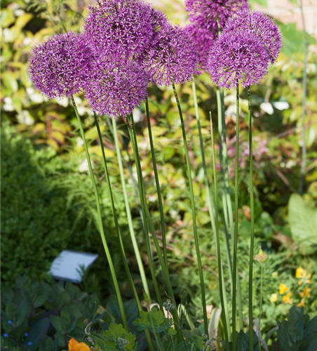 Garten-Kugel-Lauch 'Purple Sensation'