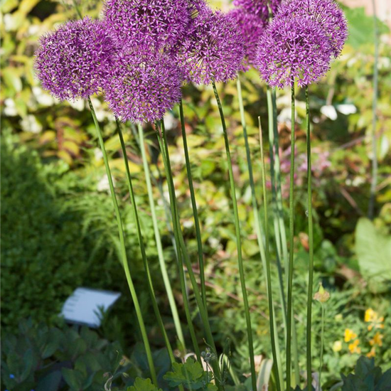 Garten-Kugel-Lauch 'Purple Sensation'