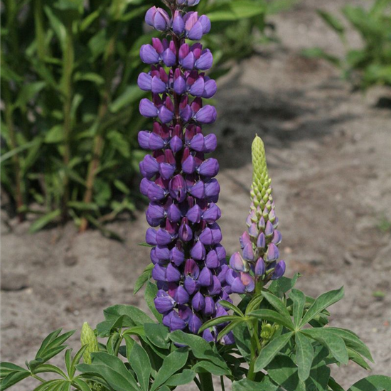 Garten-Lupine 'Camelot Blue®'