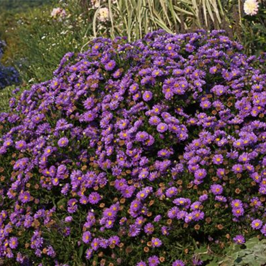 Garten-Kissen-Aster 'Sapphire'®