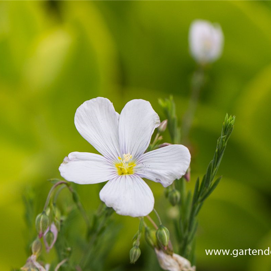 Garten-Lein 'Nanum Diamant'