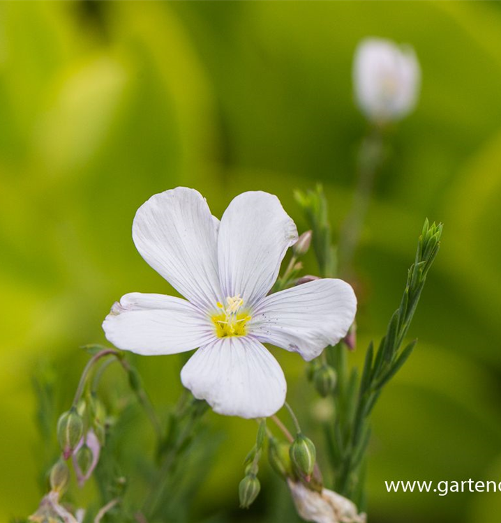 Linum perenne 'Nanum Diamant'