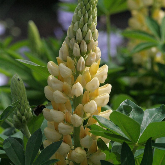 Garten-Lupine 'Camelot Yellow'®
