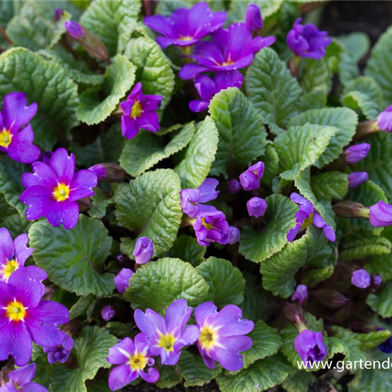 Garten-Kissen-Schlüsselblume 'Ostergruß'