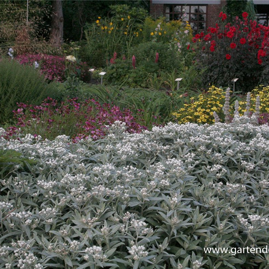 Garten-Perlkörbchen 'Silberregen'