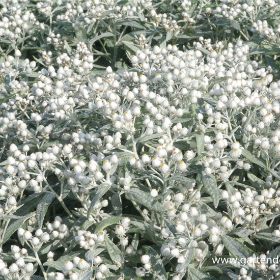 Garten-Perlkörbchen 'Sommerschnee'