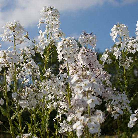 Garten-Nachtviole 'Alba' Garten-Nachtviole 'Alba'