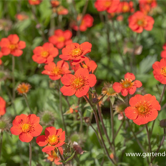 Garten-Nelkenwurz 'Borisii'