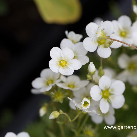 Garten-Moos-Steinbrech 'Schneeteppich'