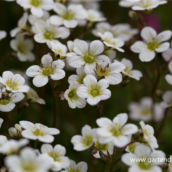 Garten-Moos-Steinbrech 'White Pixie'