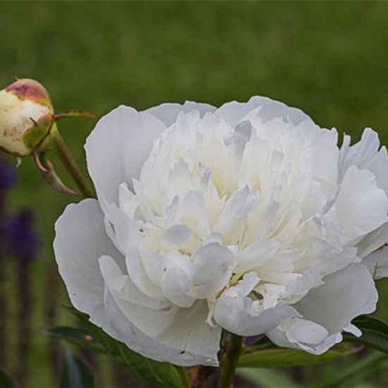 Garten-Pfingstrose 'Duchesse de Nemours'