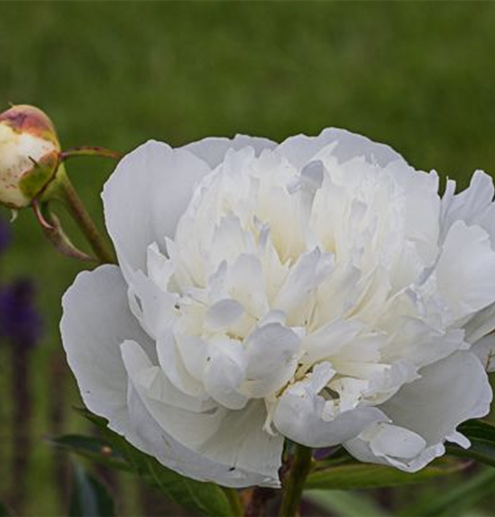 Paeonia lactiflora 'Duchesse de Nemours'