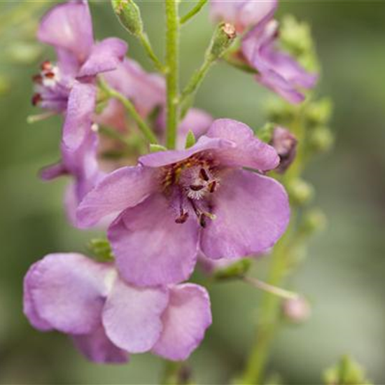 Garten-Purpur-Königskerze 'Violetta'