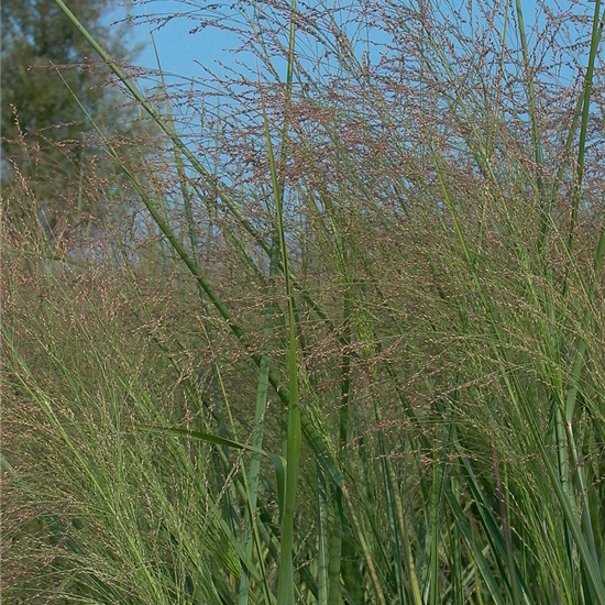 Garten-Ruten-Hirse 'Cloud Nine'