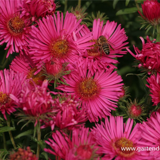 Garten-Raublatt-Aster 'Alma Pötschke'